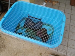夏の亀飼育の水槽